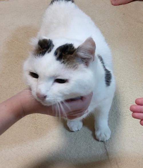 首をなでられる猫