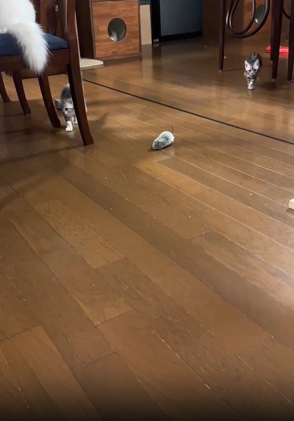 ダッシュする子猫たち