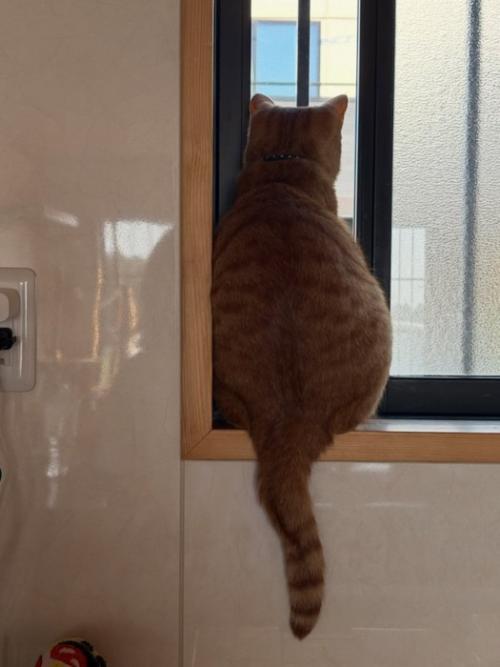 窓の外を見る猫の後ろ姿