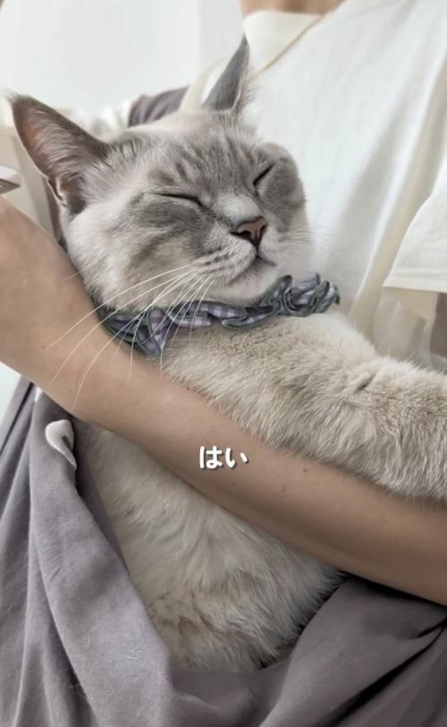 飼い主さんに抱っこ紐で抱っこされるシャムトラ猫