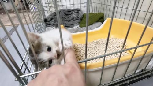 人の指にじゃれる子猫
