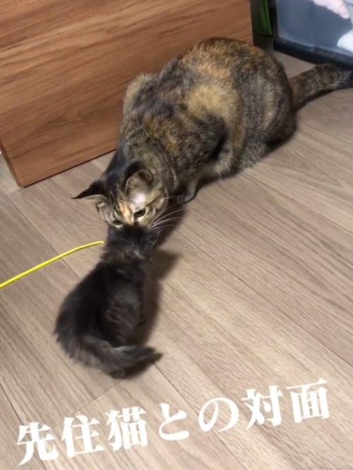顔を近づける成猫と子猫