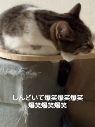 板の上で寝る猫