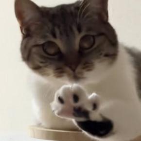 『変な寝方をしている猫』を撮っていたら…想定外の『可愛すぎる展開』が31万再生「4週連続で笑ってしまった」「心臓ヒュンってなるやつ」