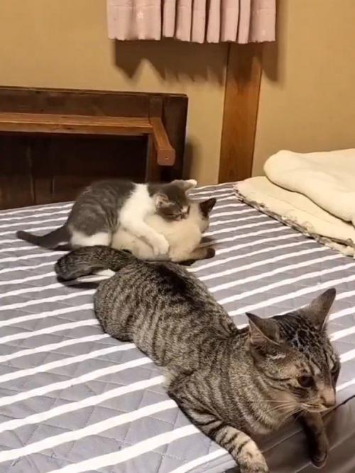 シャム猫の首元に甘噛みするキジ白猫