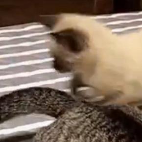 先輩猫のしっぽを『全力で追いかける子猫』を撮っていたら…あまりにも『予想外な展開』に２万いいね「元気いっぱいｗ」「全部かわいいｗ」