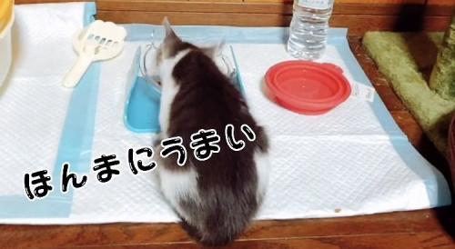 喋りながらウェットフードを食べる子猫
