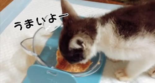 喋りながらウェットフードを食べる子猫
