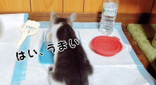 喋りながらウェットフードを食べる子猫
