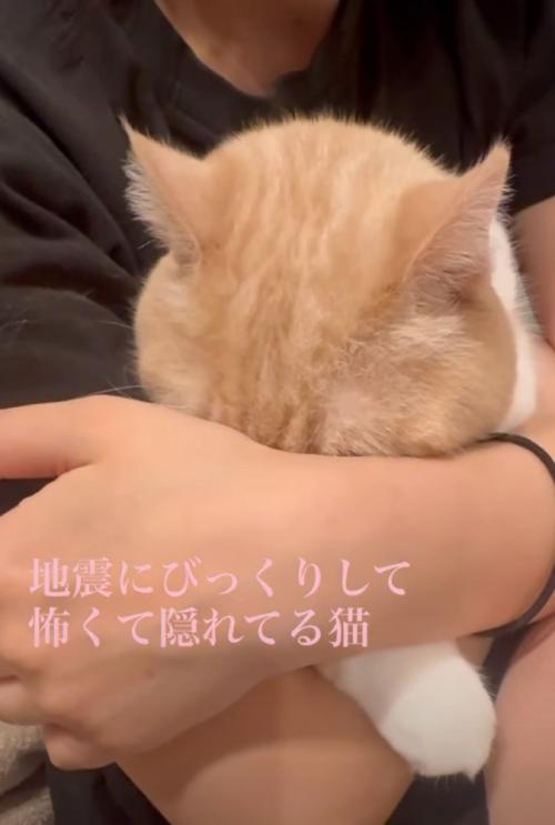 顔を隠す猫