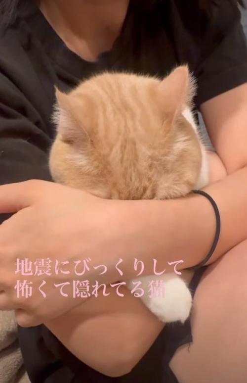顔を埋める猫