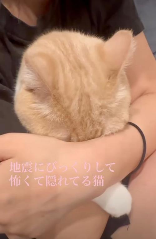 抱っこされる猫