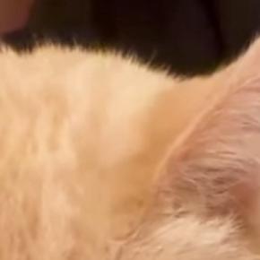 地震がきて怖くなってしまった猫→『抱っこ』したら…涙が出るほど『可愛い反応』が285万再生「抱きしめたい」「主がいる時間でよかった」