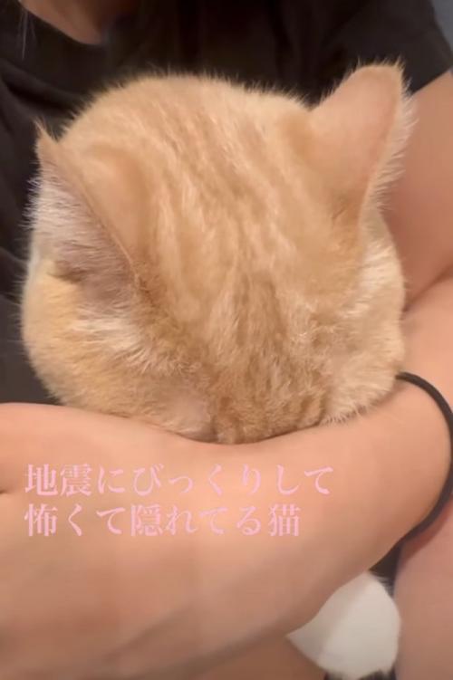 腕に顔を埋める猫2