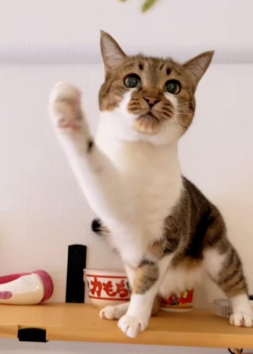 触りたい猫