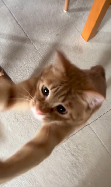 飛びつく猫