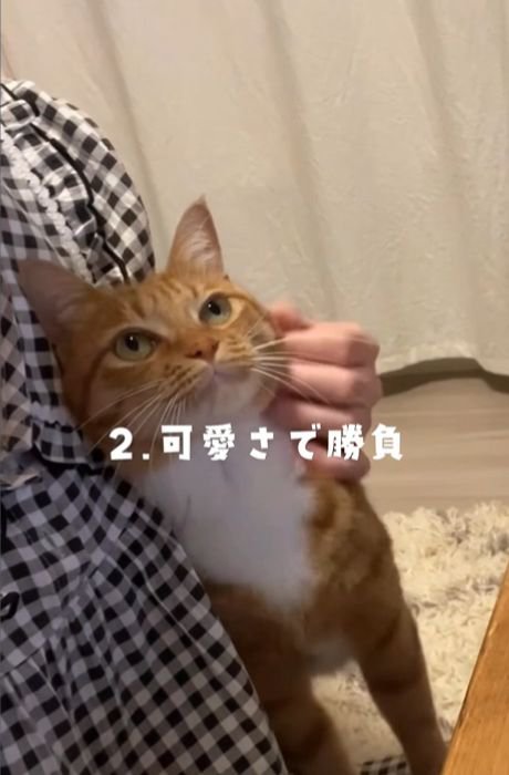 人に寄り添い首をなでてもらう猫