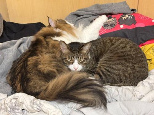 寄り添って眠る猫
