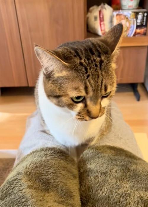 じっとする猫
