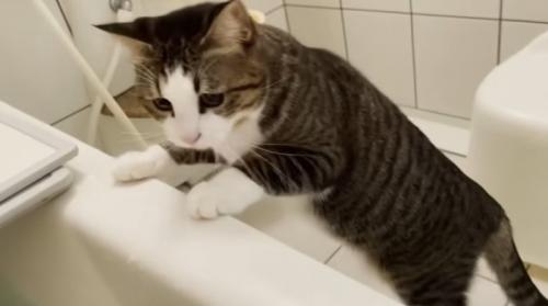 お風呂にはいっている人間を見ている猫