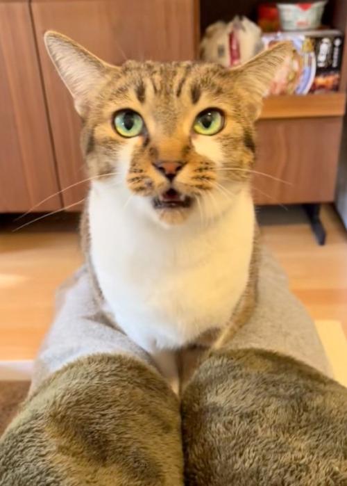 口を開く猫
