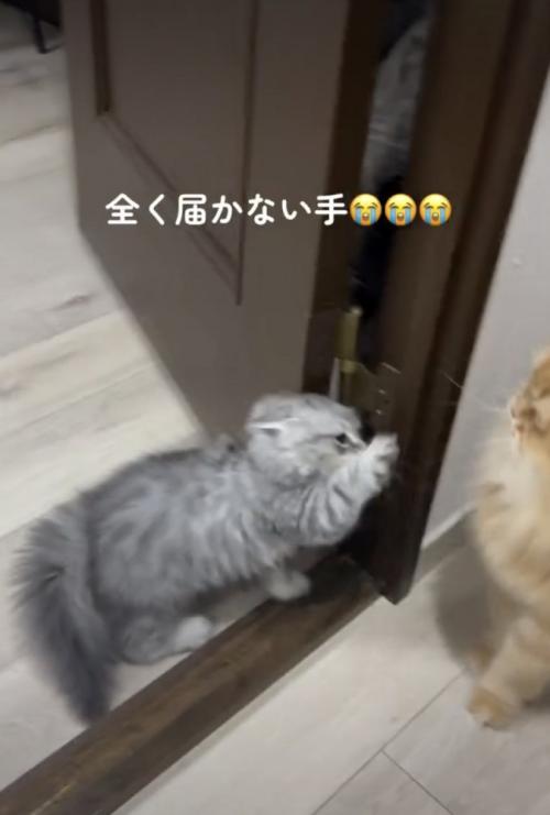 前足をあげる子ネコ