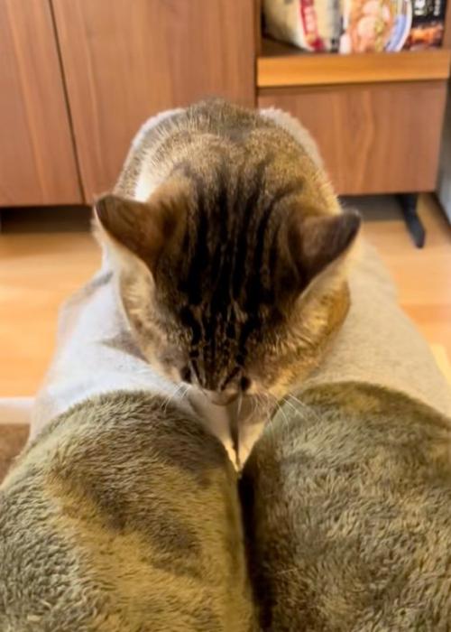俯く猫