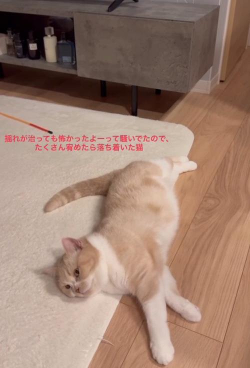 横になる猫