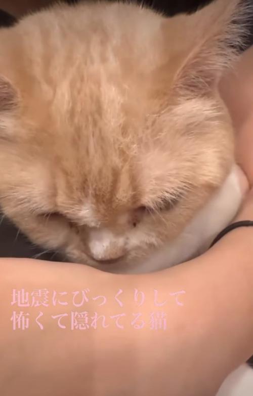 顔を俯かせる猫
