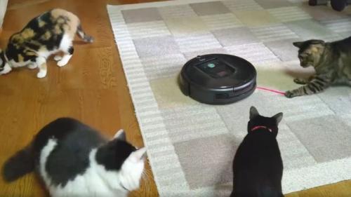 猫とロボット掃除機