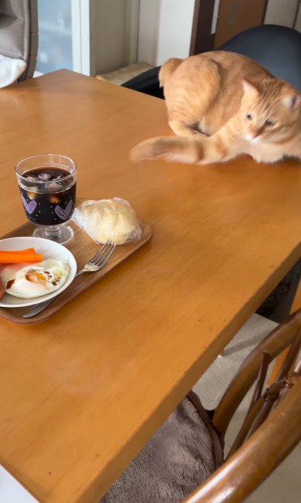 朝食に手を伸ばす猫