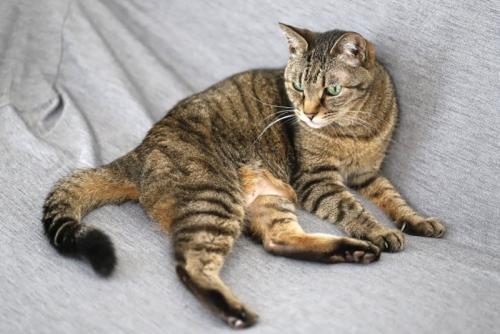 寝そべるキジトラ猫