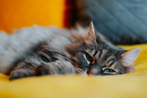 薄目を開けて横になっている猫