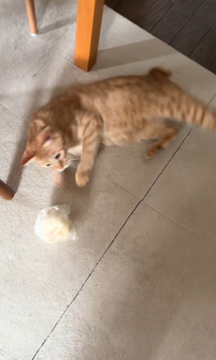 パンを追いかける猫