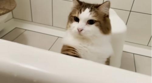 お風呂にはいっている人間を見ている猫