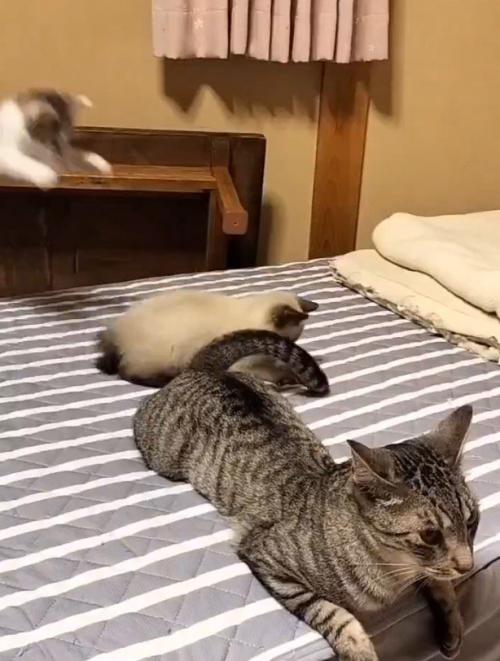 シャム猫に向かって飛びつくキジ白猫