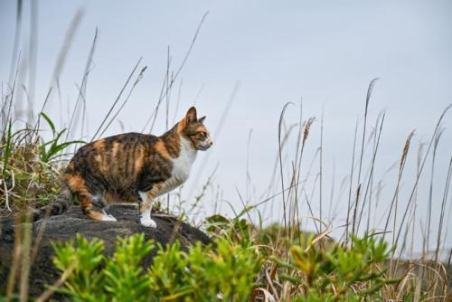 海岸に住む野生の猫