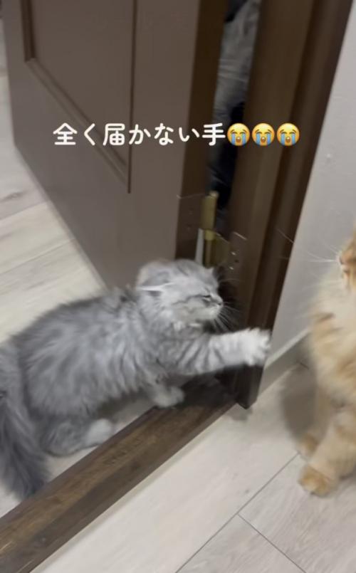 先輩猫に手が届かない子ネコ