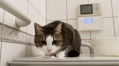 お風呂にはいっている人間を見ている猫