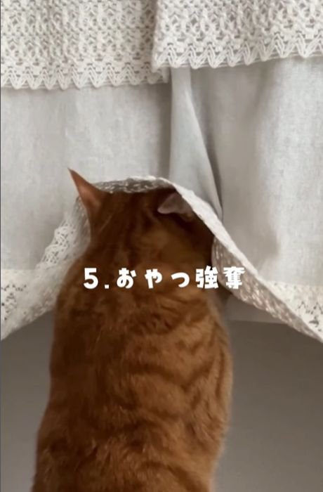 カーテンに顔を入れる猫