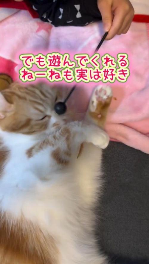 娘に遊んでもらう猫
