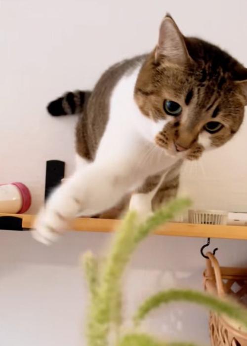 狙う猫