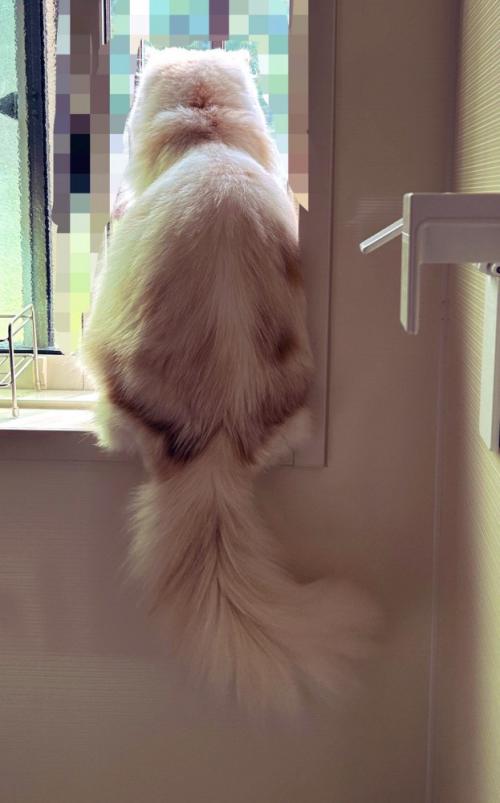 窓枠に座る猫