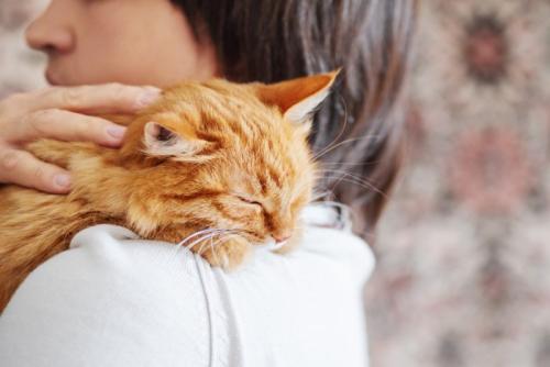 抱っこされる猫