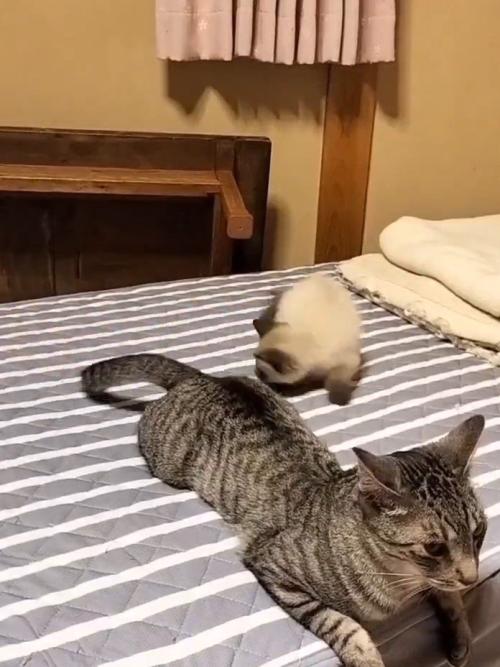 サバトラ猫のしっぽを見つめるシャム猫