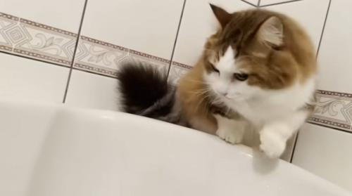 お風呂にはいってくる猫