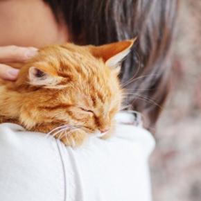 猫が『我慢している』ときにみせるサイン7つ　ケガや病気を隠していることも？気付くためのポイントまで