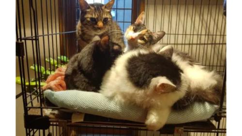 室内にいる猫