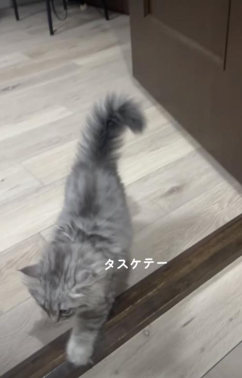 早々に諦める子ネコ