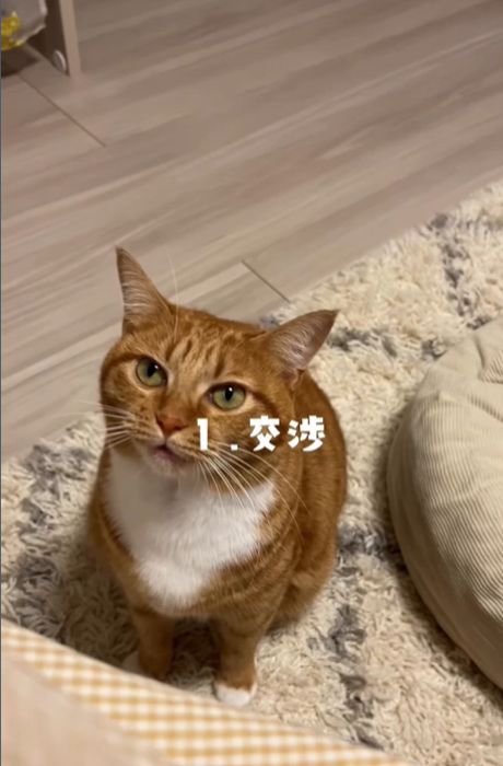 飼い主さんを見上げる猫